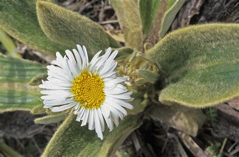 Flower Gallery :: Asteraceae_5 :: 700_16