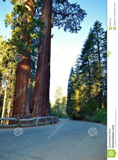 Redwood forest stock image. Image of height, outdoors - 42961505