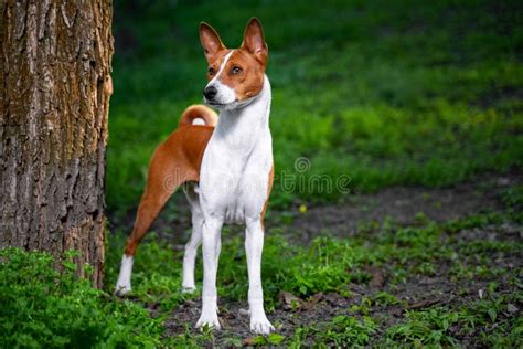 Portret Czerwona Basenji Pozycja Mi Dzy Drzewami W Lato Lesie Na