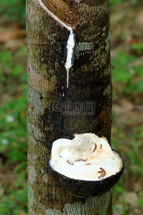 从橡胶树 Hevea Brasiliensis 中提取的乳胶作为高清摄影大图 千库网