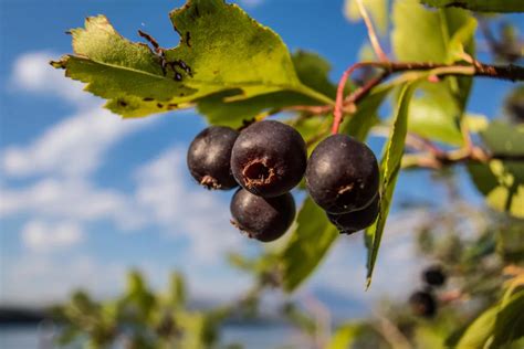 Shade-Giving & Fast-Growing Trees for Small Yards – Food Forest Living