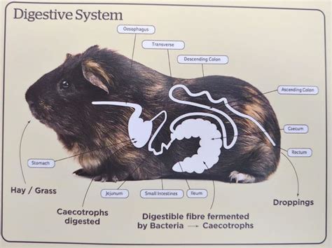 Guinea Pig Digestive System Diagram Pig Guinea Digestive Sys