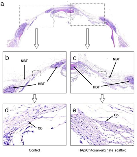 Figure 6 From In Vivo Evaluation Of Porous Hydroxyapatite Chitosan Alginate Composite Scaffolds