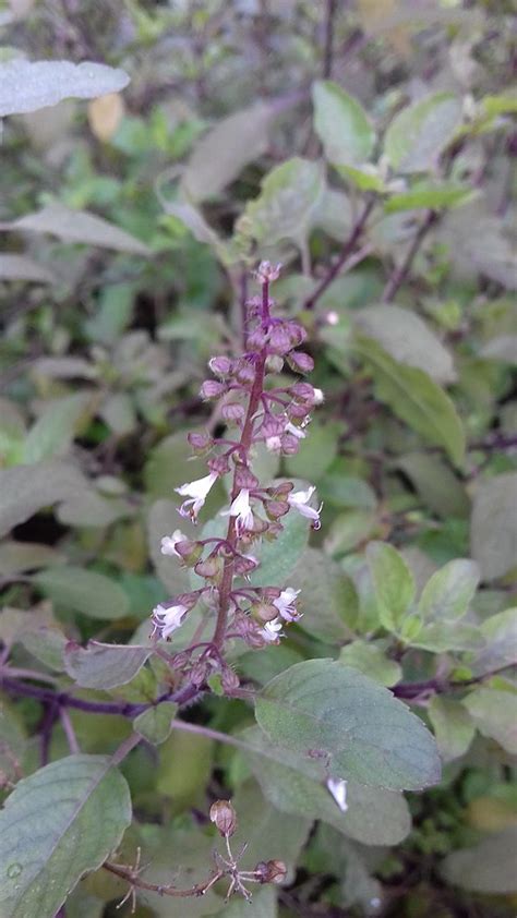 Ocimum Sanctum Pha Tad Ke Botanical Garden