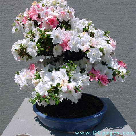 домашние цветы Азалия (Рододендрон) кустарники фото, характеристики ...