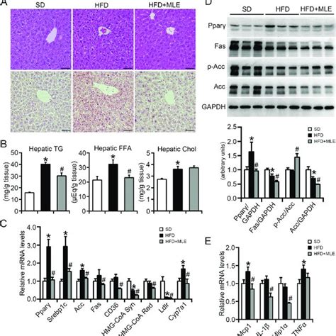 Mle Ameliorated High Fat Diet Induced Liver Steatosis And Hepatic