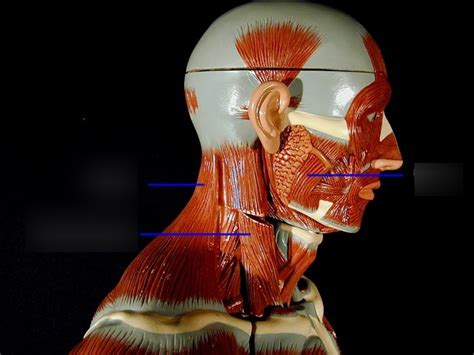 Left Lateral Head And Neck Muscles Diagram Quizlet