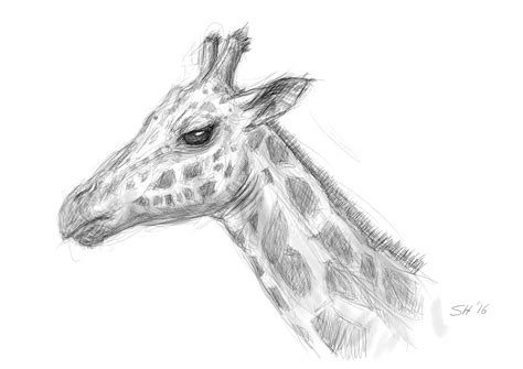 Giraffe Head Sketch at PaintingValley.com | Explore collection of ...