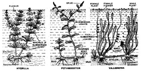 Types Of Hydrophytes Plants