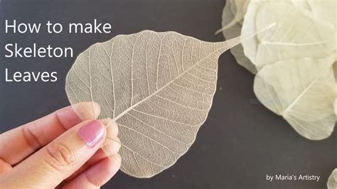 How To Make Skeleton Leaves DIY Skeleton Leaves Art And Craft