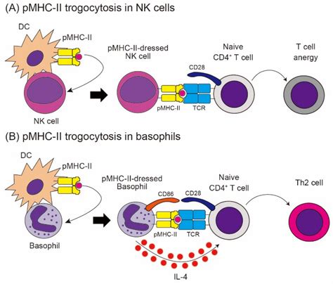 Cells Free Full Text The Role Of Trogocytosis In The Modulation Of