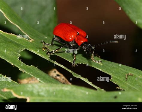 Poskrzypka liliowa fotografías e imágenes de alta resolución Alamy