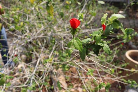 La Jornada Maya Yucatán Rodrigo Medina Jardín botánico del CICY