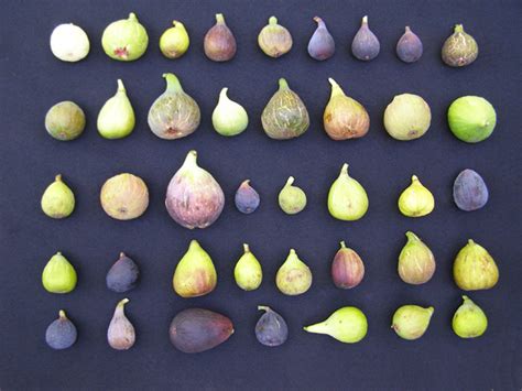 INTRODUCTION TO FIGS