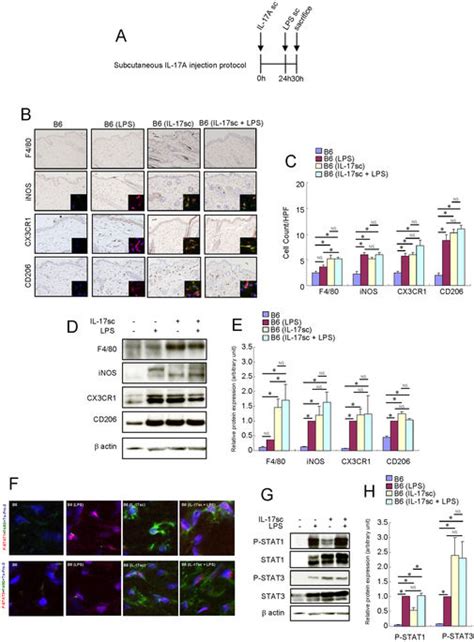 Il A Induces Heterogeneous Macrophages And It Does Not Alter The