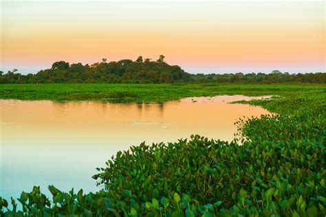 Pantanal Norte O Que Fazer Onde Se Hospedar E Dicas Viaja Que Passa