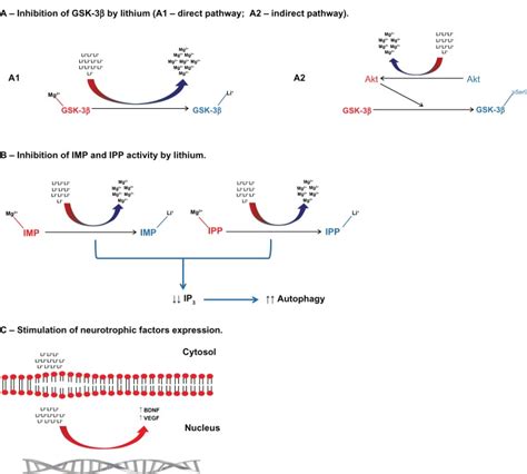 Putative Mechanisms Of Action Of Lithium A Lithium Inhibits Gsk