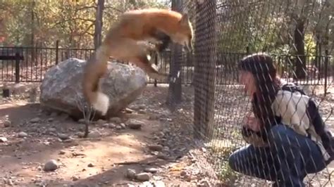 Talented Fox Talks - And Jumps - For Treats (VIDEO) | HuffPost UK Comedy
