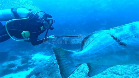 Scuba Diving In Cabo Pulmo Baja California Stock Footage Video Of