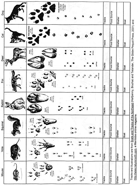 Printable Animal Tracks Guide