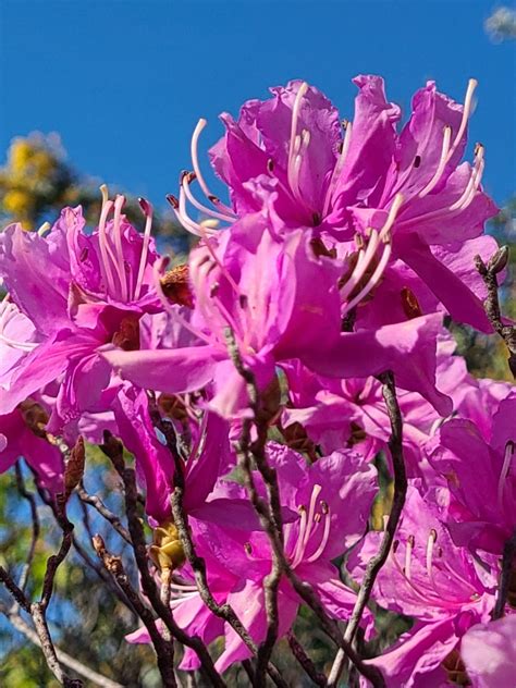 ミツバツツジ・季節の花と花言葉 Kensan 0427さんのﾌﾞﾛｸﾞ