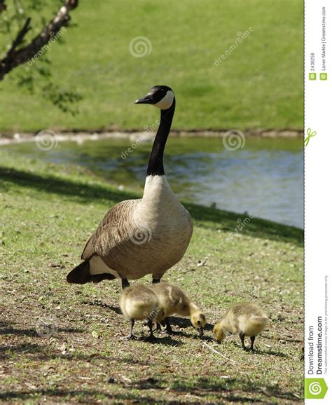 Muttergans Stockfoto Bild Von Migration Wasserv Gel