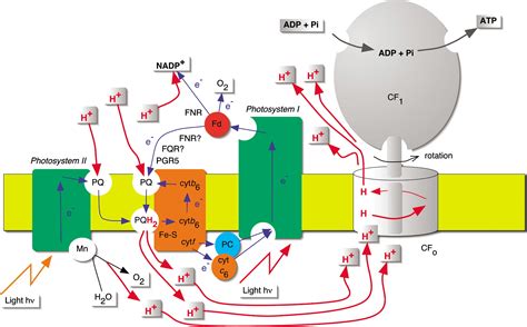 Photosynthesis Of Atpelectrons Proton Pumps Rotors And Poise Cell