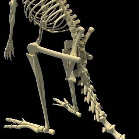 Kangaroo Skeleton 3D model | CGTrader