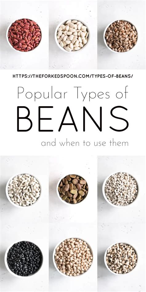 15 Types Of Beans And How To Use Them Types Of Beans Kinds Of