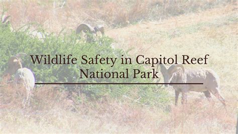 Wildlife Safety in Capitol Reef National Park - Cougar Ridge