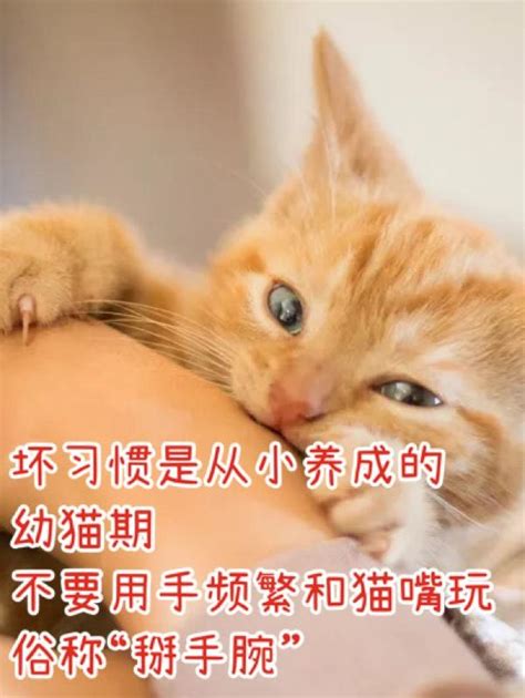 猫咪咬人怎么教育？猫咬人怎么解？五招必杀技，亲测有效 说明书网