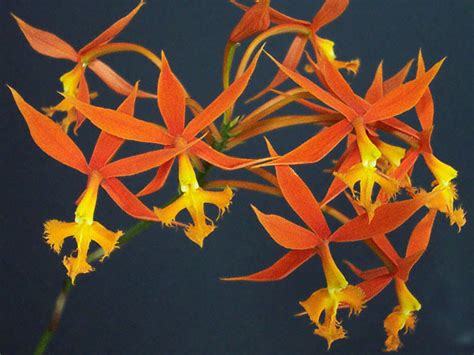 Cultivar Photo Epidendrum Schomburgkii Mc2580