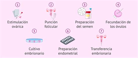 Pasos Principales De La Fiv Y De La Icsi