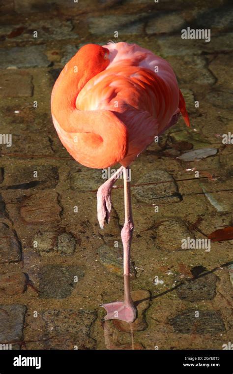 Beautiful pink flamingo in the zoo Stock Photo - Alamy