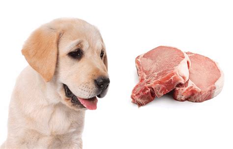 Peut on donner à manger à son chien de la viande crue ChiensMag