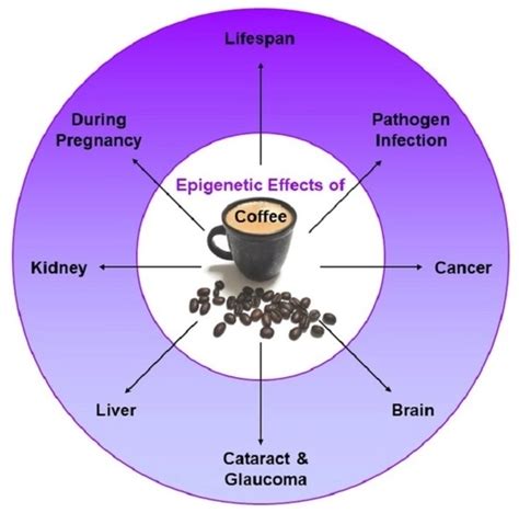 Larronde Esteban on Twitter Efecto epigenético del café https mdpi