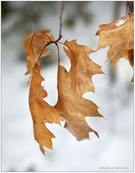 Winter Oak Leaves | photodyssey