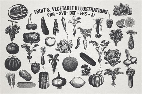 Vintage Fruit Vegetable Illustrations Graphic By SeaquintDesign