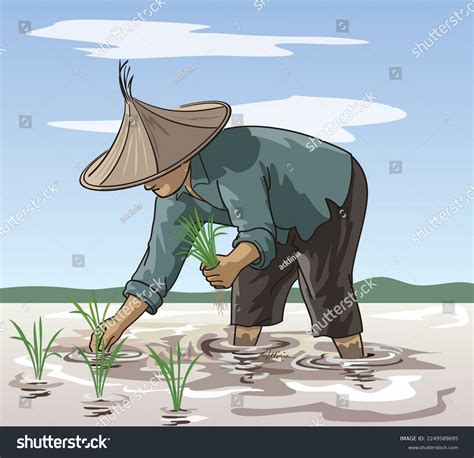 Traditional Farmer Planting Rice Tropical Rice Stock Vector Royalty