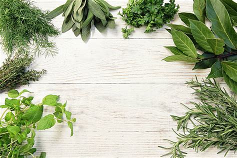 Sage Herb Stock Photos Pictures And Royalty Free Images Istock