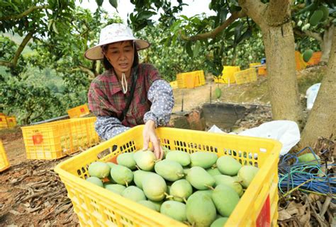 台农1号芒开采啦，百色右江区38万亩芒果陆续上市 极目新闻