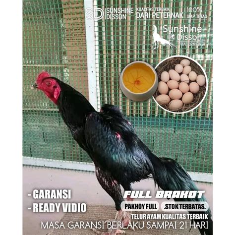 Jual Ayam Bangkok Pakhoy Asli Super Brakot Line Hongdam Telur Tetas