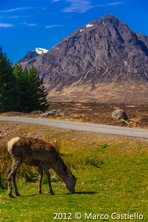 Wildlife in Scotland by mcastiello on DeviantArt