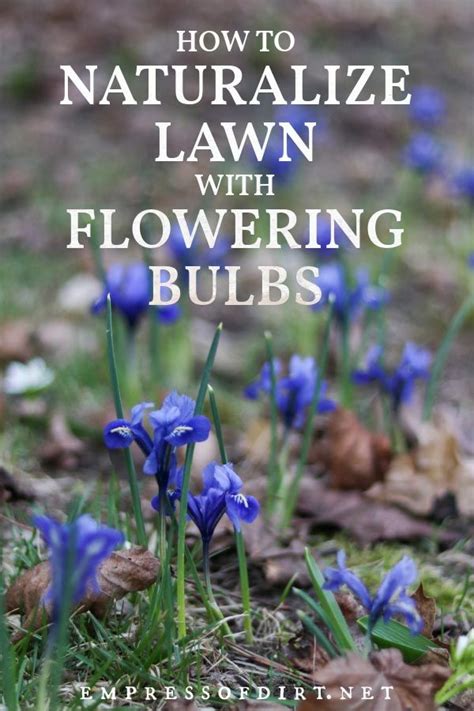 How To Naturalize Bulbs In Lawn For A Sea Of Flowers Bulb Flowers