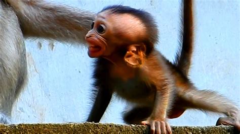 Oh God What Happened Baby Monkey Nice Clip Video Baby Monkey L