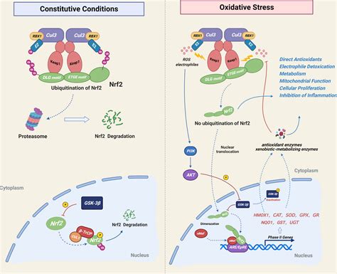 Frontiers The Role Of NRF2 In Bone Metabolism Friend Or Foe