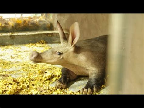 Трубкозуб: описание, фото, ареал и среда обитания, питание, хищничество ...