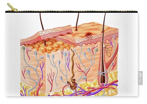 Human Skin Anatomy Artwork Carry All Pouch By Leonello Calvetti