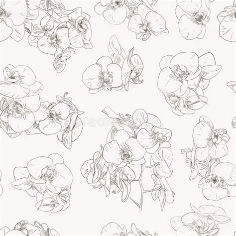 Orchids Line Art Stock Illustrations 780 Orchids Line Art Stock