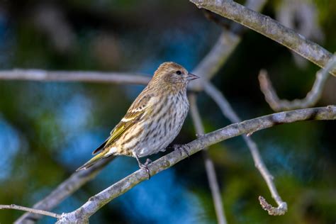 Pine Siskin: Identification, Habitat, And Lifespan